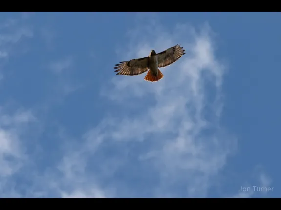 A red-tailed hawk in Harvard, photographed by Jon Turner.