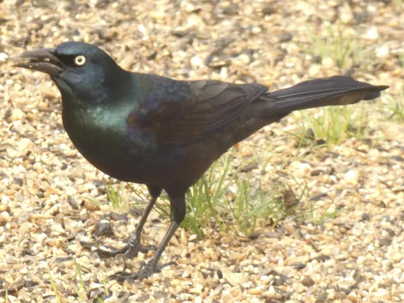 A common grackle in Sudbury, photographed by Sharon Tentarelli.