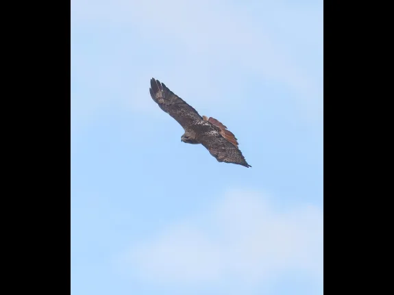 A red-tailed hawk at Breakneck Hill Conservation Land in Southborough, photographed by Steve Forman.