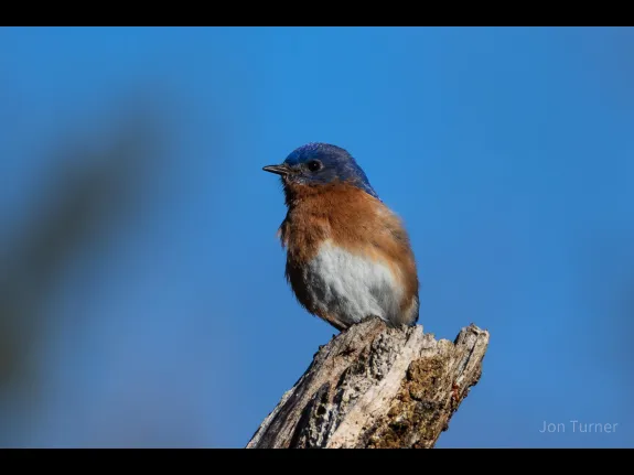 An eastern bluebird in Harvard, photographed by Jon Turner.