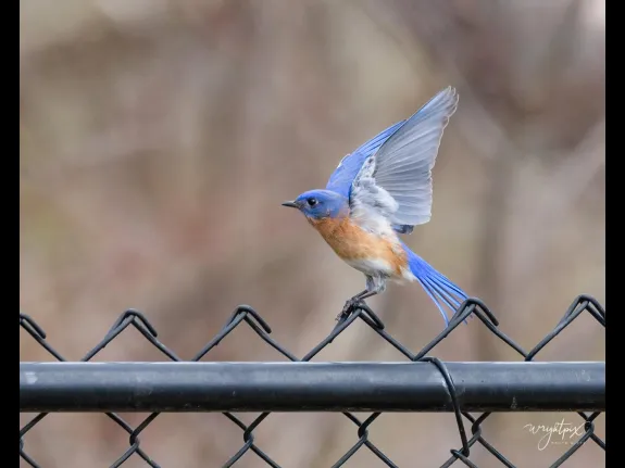 An eastern bluebird in Westborough, photographed by Nancy Wright.