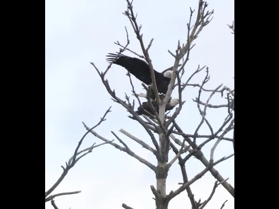Bald eagles on the Sudbury Reservoir in Southborough, photographed by Steve Forman.