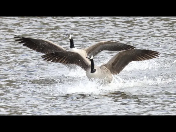 Canada geese at Hager Pond in Marlborough, photographed by Steve Forman.