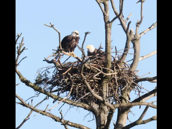 Bald Eagles on the Sudbury Reservoir in Southborough, photographed by Steve Forman.