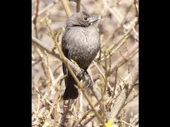 A brown-headed cowbird at Breakneck Hill Conservation Land in Southborough, photographed by Steve Forman.