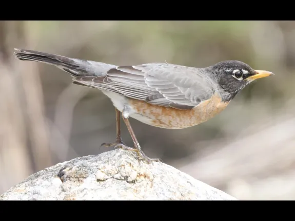 An American robin at Breakneck Hill Conservation Land in Southborough, photographed by Steve Forman.