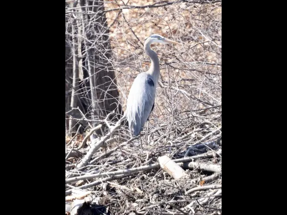 A great blue heron at Farm Pond in Framingham, photographed by Steve Forman.