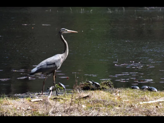 A great blue heron at Hop Brook Marsh Conservation Land in Sudbury, photographed by Judy Clawson.