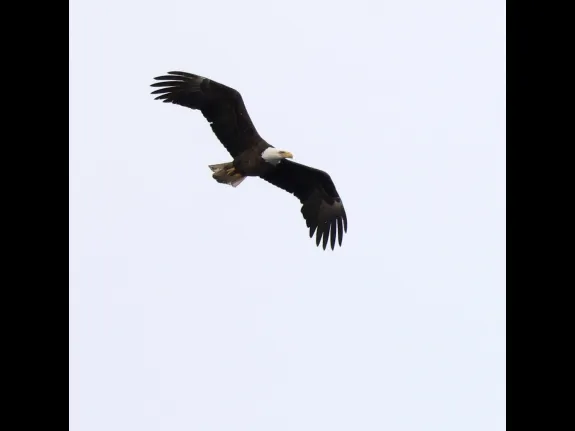 A bald eagle at the Sudbury Reservoir in Southborough, photographed by Steve Forman.