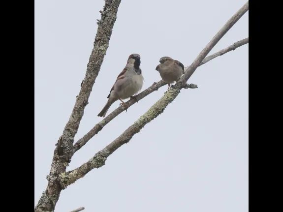 A pair of house sparrows at Breakneck Hill Conservation Land in Southborough, photographed by Steve Forman.