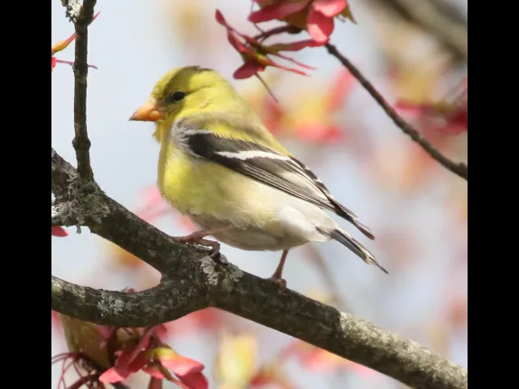 An American goldfinch in Natick, photographed by Steve Forman.