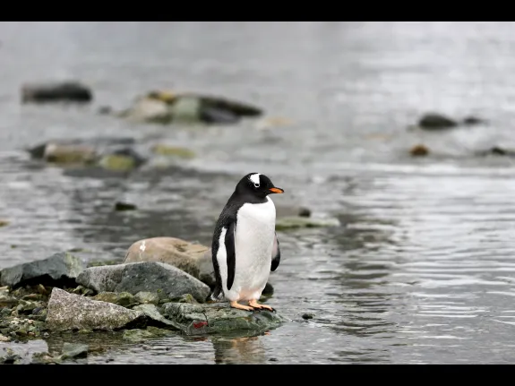 baby penguin