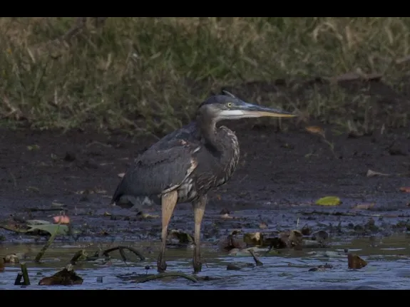 A great blue heron at Greenways Conservation Area in Wayland, photographed by Gail Sartori.