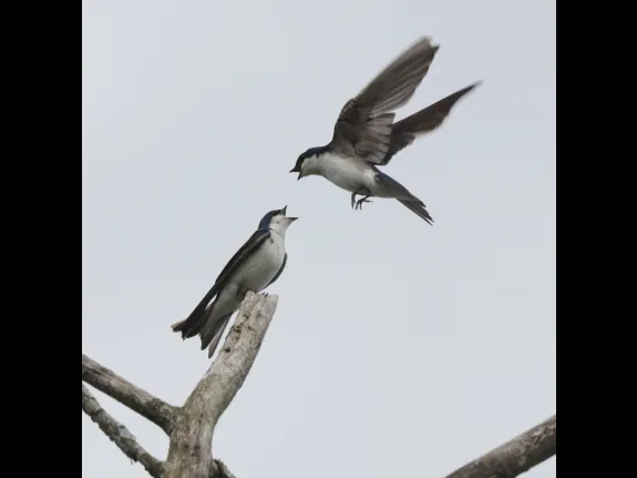 Tree swallows at Breakneck Hill Conservation Land in Southborough, photographed by Steve Forman.