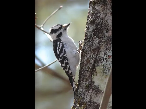 A downy woodpecker at Assabet River National Wildlife Refuge in Sudbury, photographed by Dan Trippe.