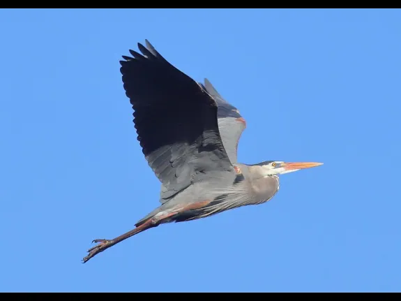 A great blue heron at Assabet River National Wildlife Refuge in Sudbury, photographed by Dan Trippe.