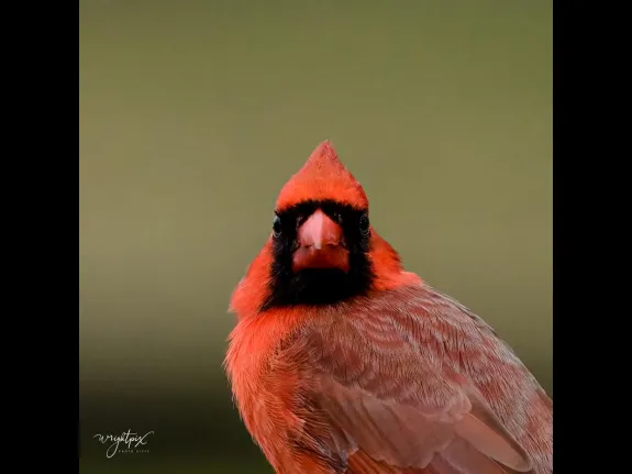 A northern cardinal in Westborough, photographed by Nancy Wright.