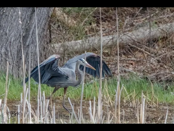 A great blue heron at the MacCallum WMA in Westborough, photographed by Nancy Wright.