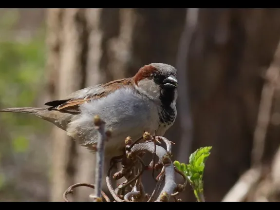 A house sparrow at Assabet River National Wildlife Refuge in Sudbury, photographed by Dan Trippe.