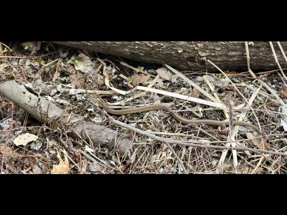 A common garter snake at Great Meadows National Wildlife Refuge in Concord, photographed by William Watt.