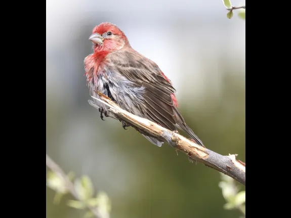 A house finch at Breakneck Hill Conservation Land in Southborough, photographed by Steve Forman.