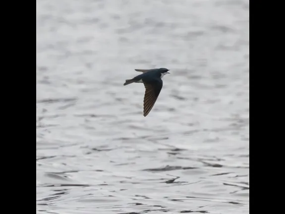 A tree swallow at Hager Pond in Marlborough, photographed by Steve Forman.