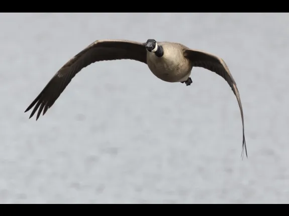 A Canada goose at Hager Pond in Marlborough, photographed by Steve Forman.