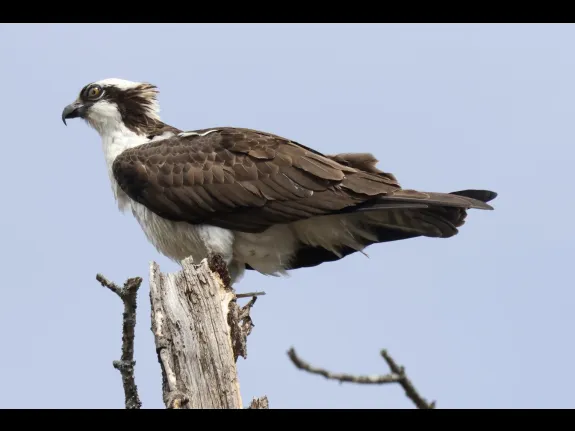 An osprey at Hager Pond in Marlborough, photographed by Steve Forman.