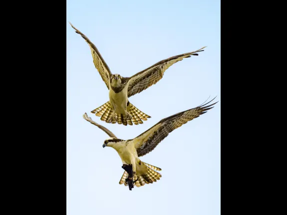 A pair of ospreys in Sudbury, photographed by Phil Sharpe.