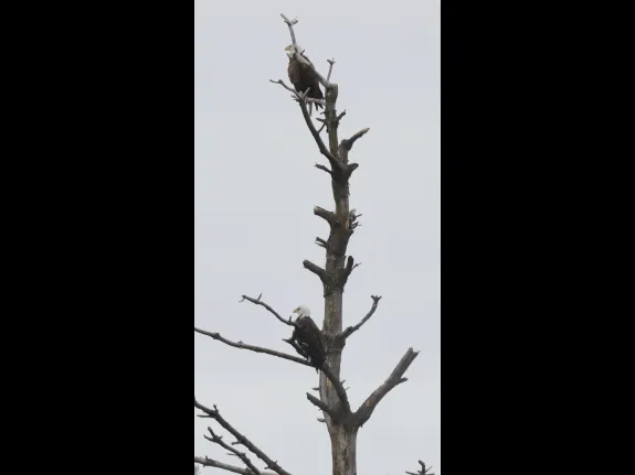 A pair of bald eagles at the Sudbury Reservoir in Southborough, photographed by Steve Forman.