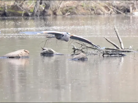 A great blue heron and a painted turtle at Hager Pond in Marlborough, photographed by Steve Forman.