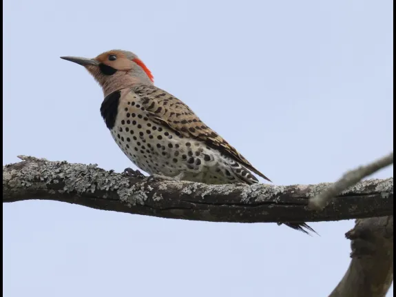 A northern flicker at Breakneck Hill Conservation Land in Southborough, photographed by Steve Forman.