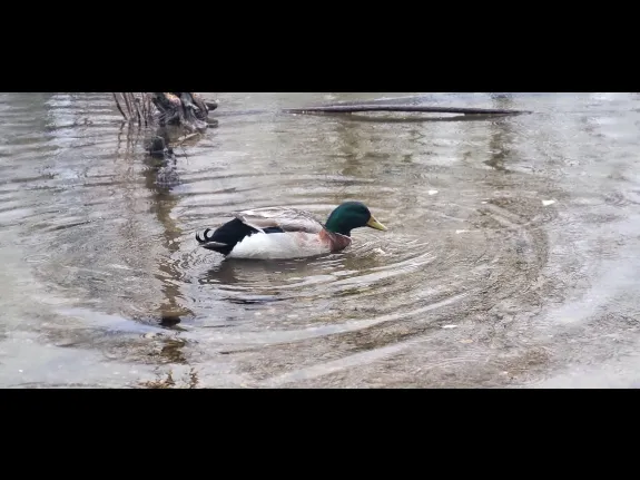 A mallard at Mill Pond in Maynard, photographed by William Watt.