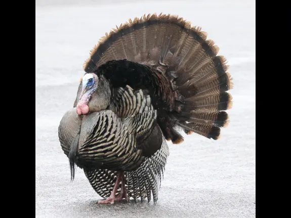A turkey in Framingham, photographed by Steve Forman.