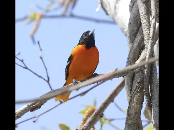A Baltimore oriole at Grist Mill Pond in Sudbury, photographed by Steve Forman.