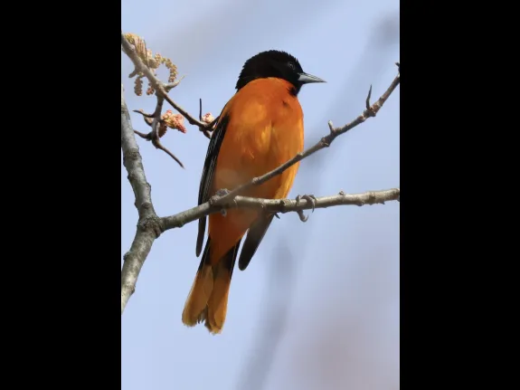 A Baltimore oriole at Hager Pond in Marlborough, photographed by Steve Forman.