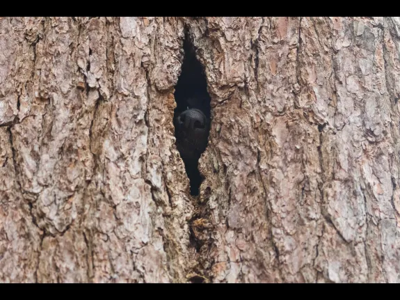 A fisher in a tree cavity at SVT's Gray Reservation in Sudbury, photographed by Jon Turner.