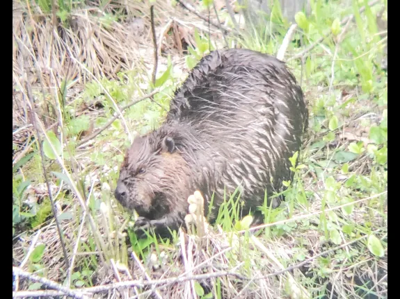 A beaver along Hop Brook in Sudbury, photographed by Filip De Vos.