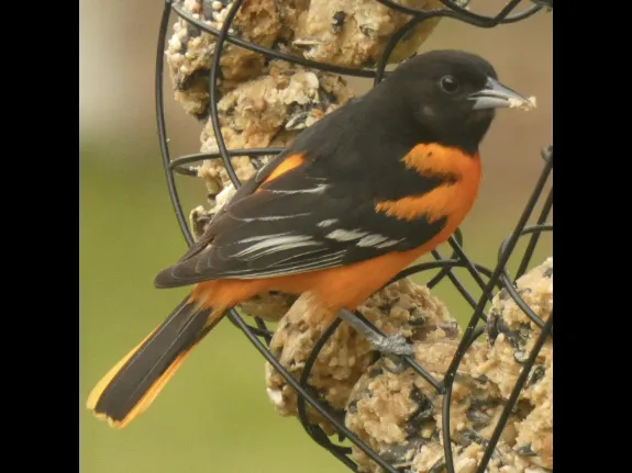 A Baltimore oriole in Sudbury, photographed by Sharon Tentarelli.