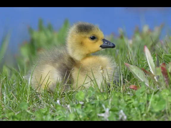 A Canada goose gosling in Maynard, photographed by Gail Sartori.