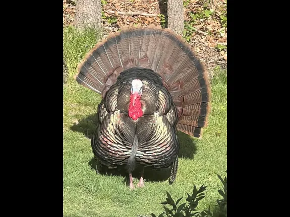 A turkey in Framingham, photographed by Steve Forman.