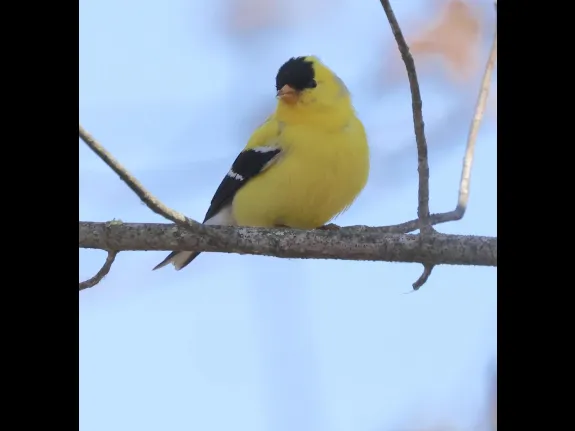 An American goldfinch at Great Meadows National Wildlife Refuge in Concord, photographed by Steve Forman.