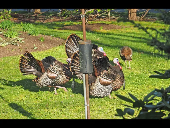 Turkeys in Framingham, photographed by Joan Chasan.