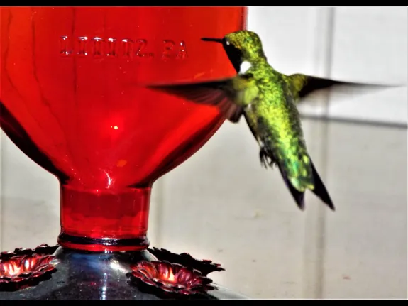 A ruby-throated hummingbird in Harvard, photographed by Robin Right.