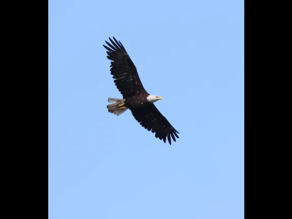 A bald eagle at the Sudbury Reservoir in Southborough, photographed by Steve Forman.
