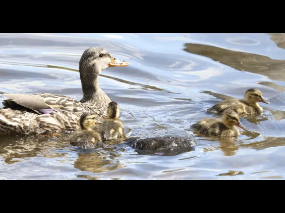 Mallards at Hager Pond in Marlborough, photographed by Steve Forman.