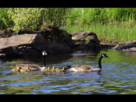 Canada geese along the Boroughs Loop Trail in Southborough, photographed by Eric Crockwell.