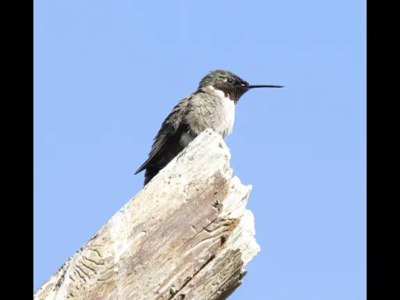 A ruby-throated hummingbird at Breakneck Hill Conservation Land in Southborough, photographed by Steve Forman.