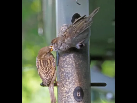 A house sparrow feeding its young in Framingham, photographed by Joan Chasan.