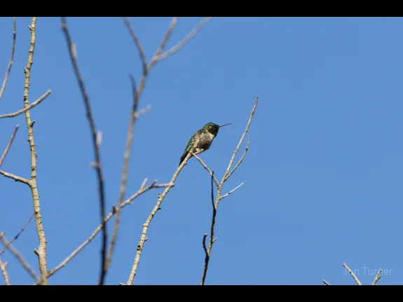 A ruby-throated hummingbird in Harvard, photographed by Jon Turner.